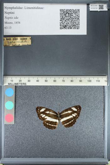 Media type: image;   Entomology 162150